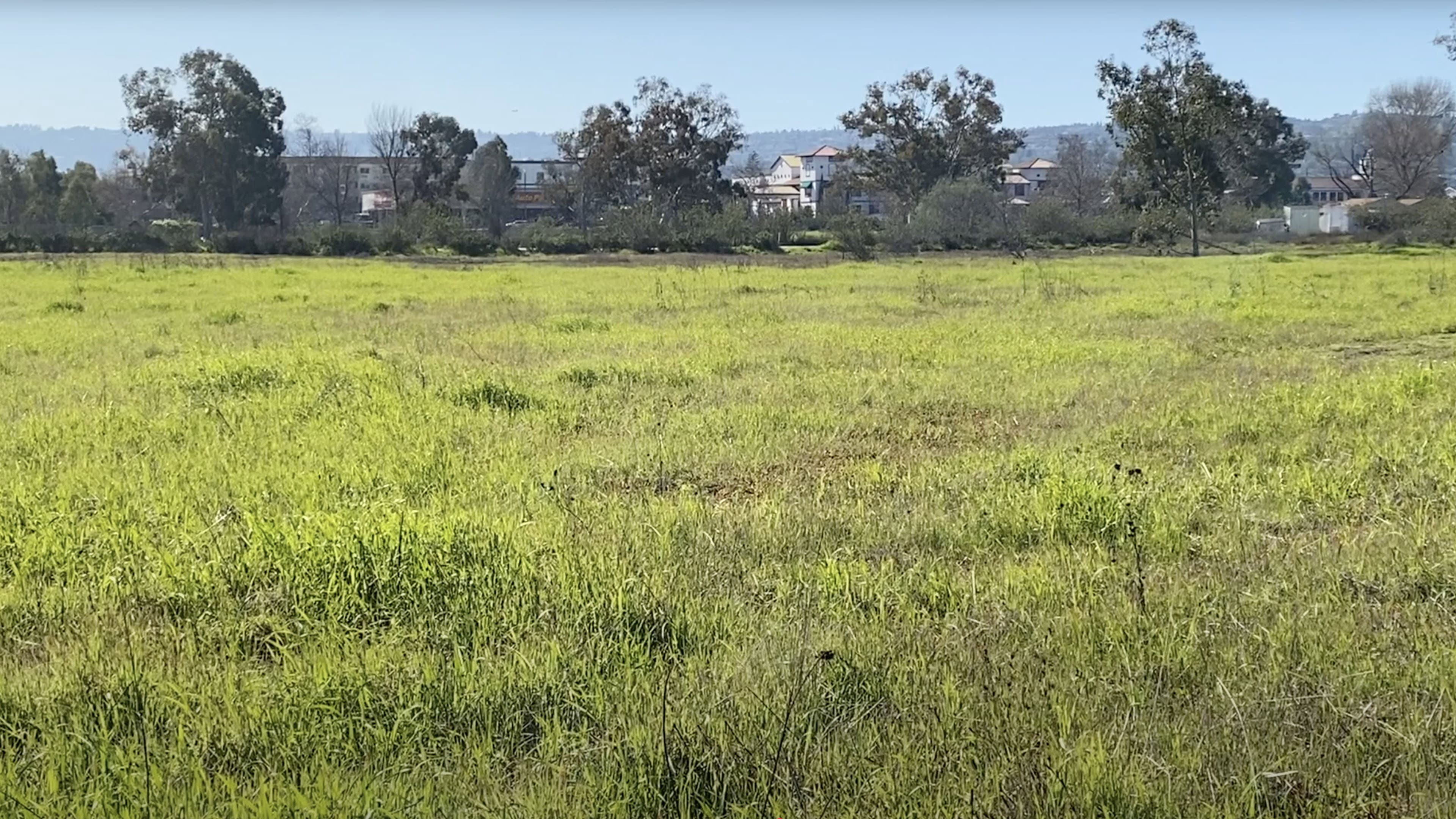 Madrona Marsh